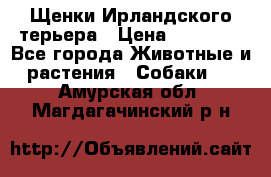 Щенки Ирландского терьера › Цена ­ 30 000 - Все города Животные и растения » Собаки   . Амурская обл.,Магдагачинский р-н